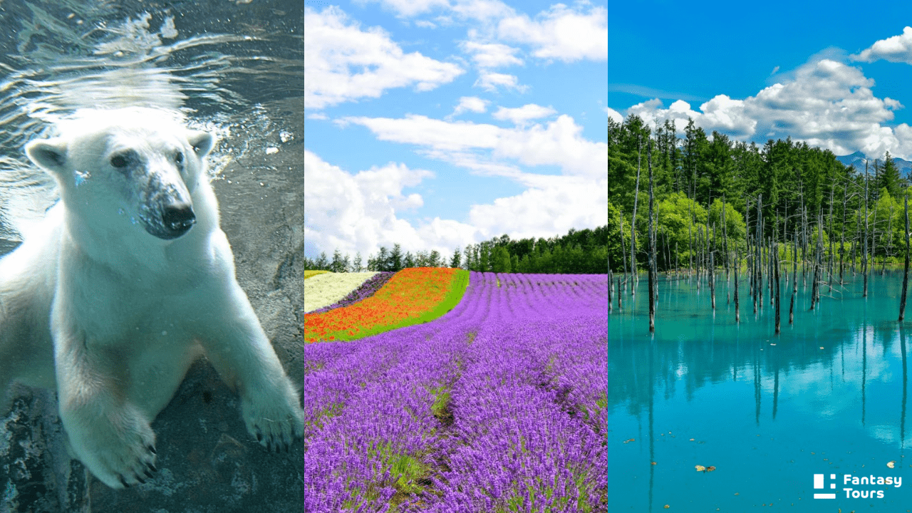 北海道行程必看！北海道旅行社精選札幌、函館、小樽、富良野經典玩法