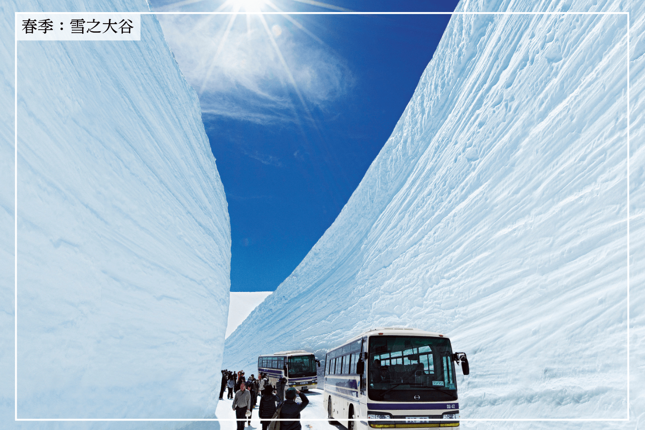 春季限定:白色浪漫「雪之大谷」與初綻綠意