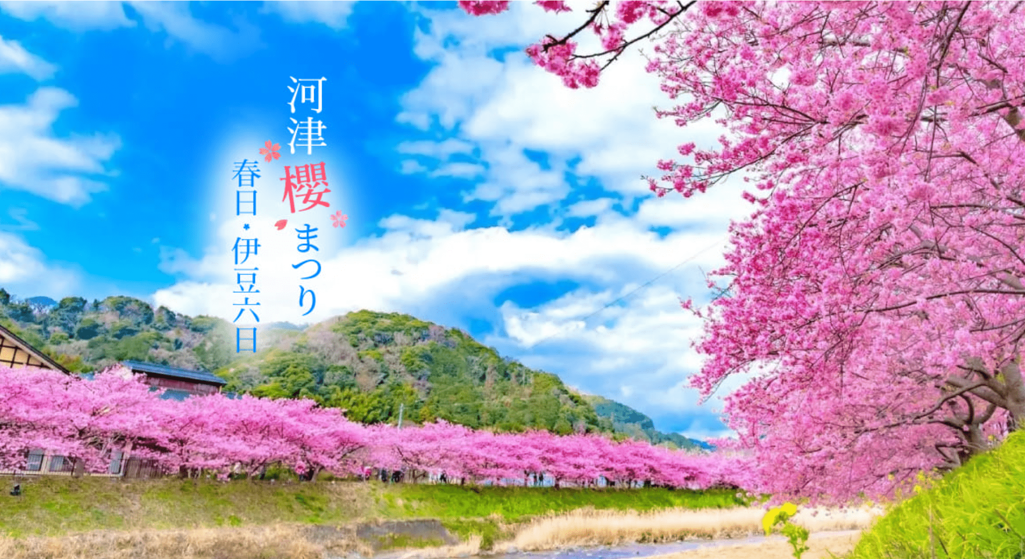 2/9 浪漫伊豆:河津櫻粉色相約 6