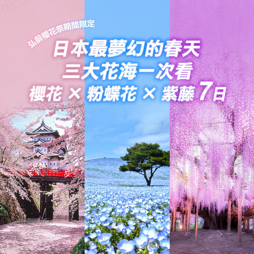 東北三大花海 7日：弘前櫻花 × 粉蝶花 × 紫藤