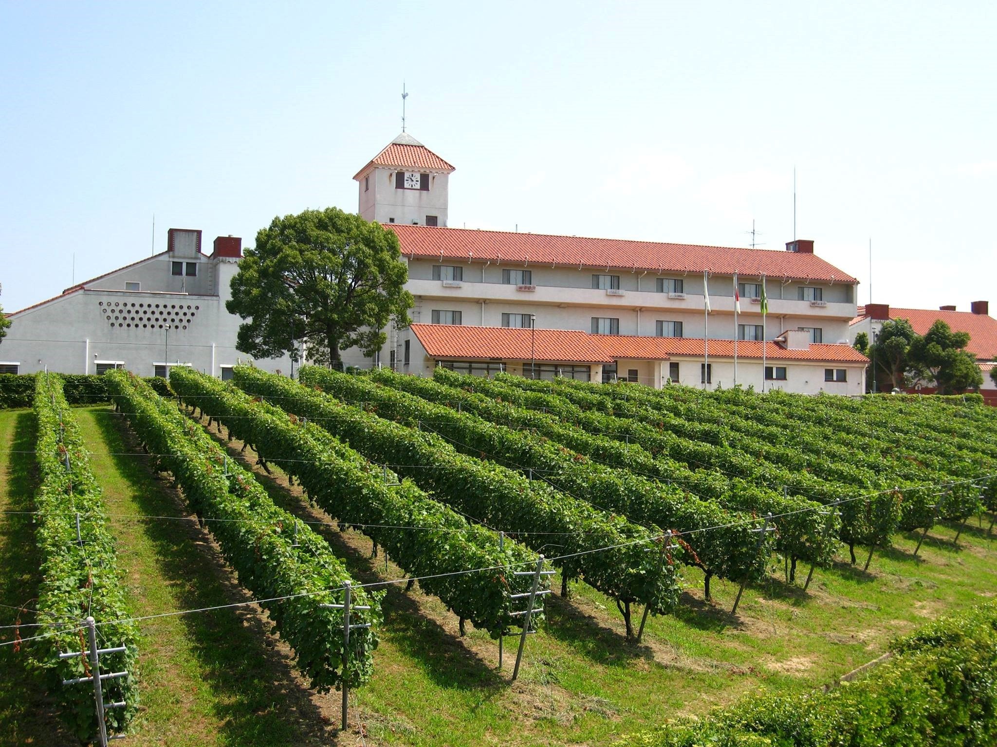 神戶不只有神戶牛！Made in KOBE 3大推薦「神戶地產」美食