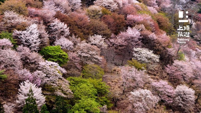 吉野山櫻花季推薦，擁有超過3萬棵櫻花樹。