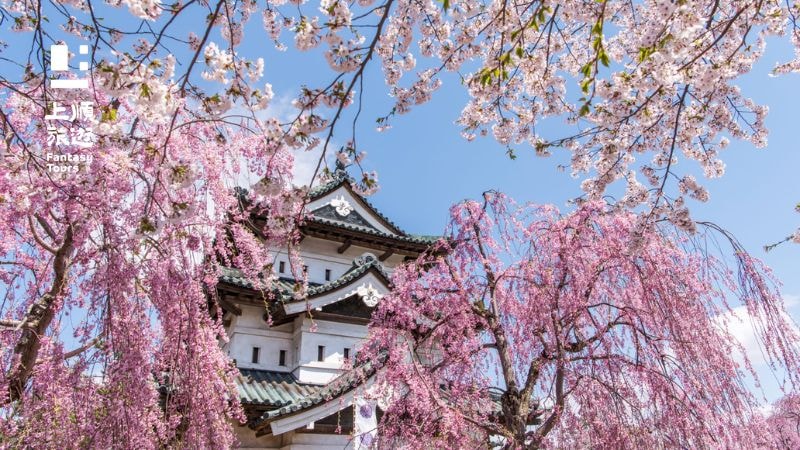 弘前公園日本賞櫻團推薦，公園內還舉辦著櫻花祭和夜間櫻花燈飾等活動