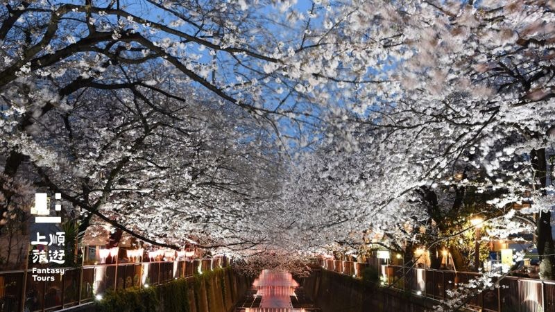 東京目黑川櫻花隧道。