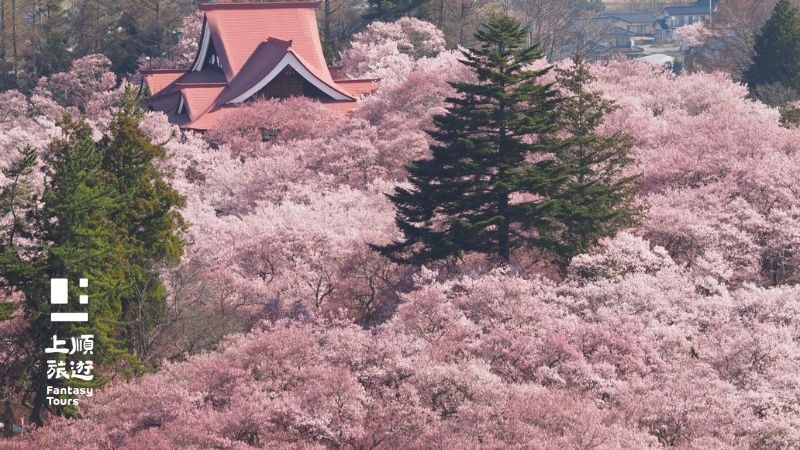 高遠城址公園「天下第一之櫻」，櫻花季推薦景點。