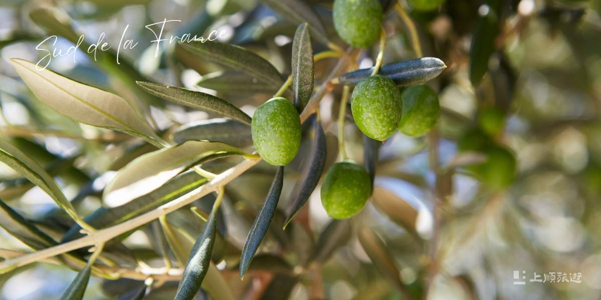 南法美食全攻略