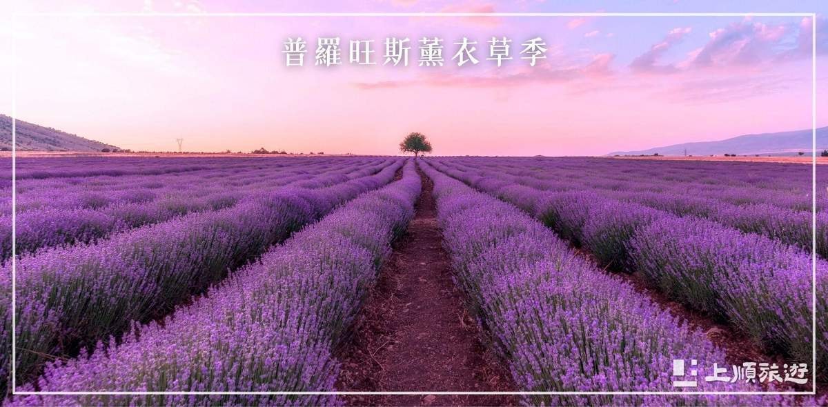 南法旅遊節慶－普羅旺斯薰衣草季