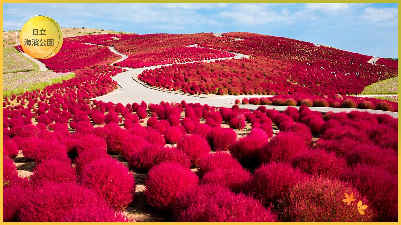 日本賞楓全攻略:最佳季節、地點與行程安排一次搞定