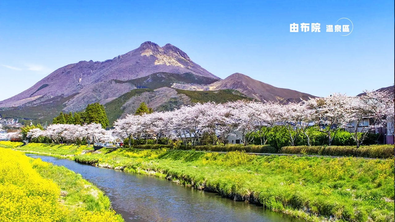 由布院溫圈區櫻花