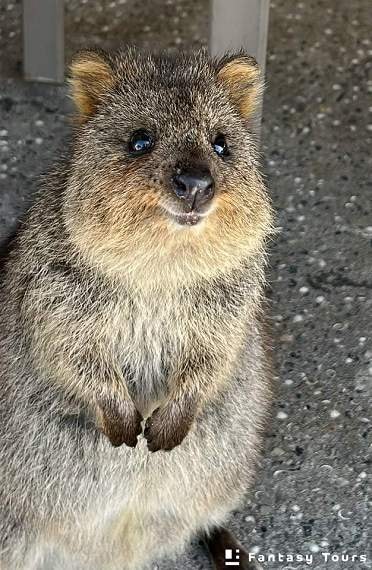 Quokka 短尾矮袋鼠