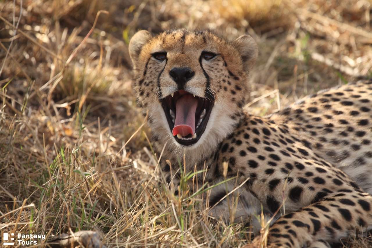 獵豹