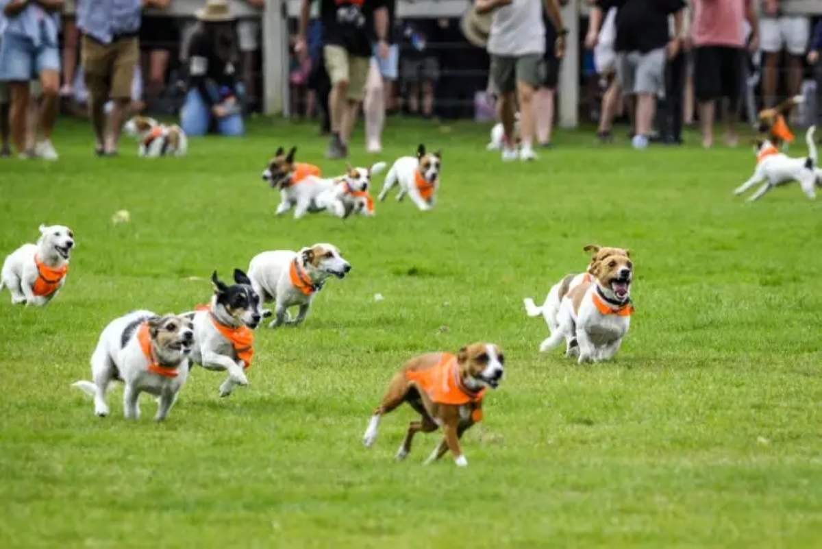 Wanaka A&P Show牧羊犬表演