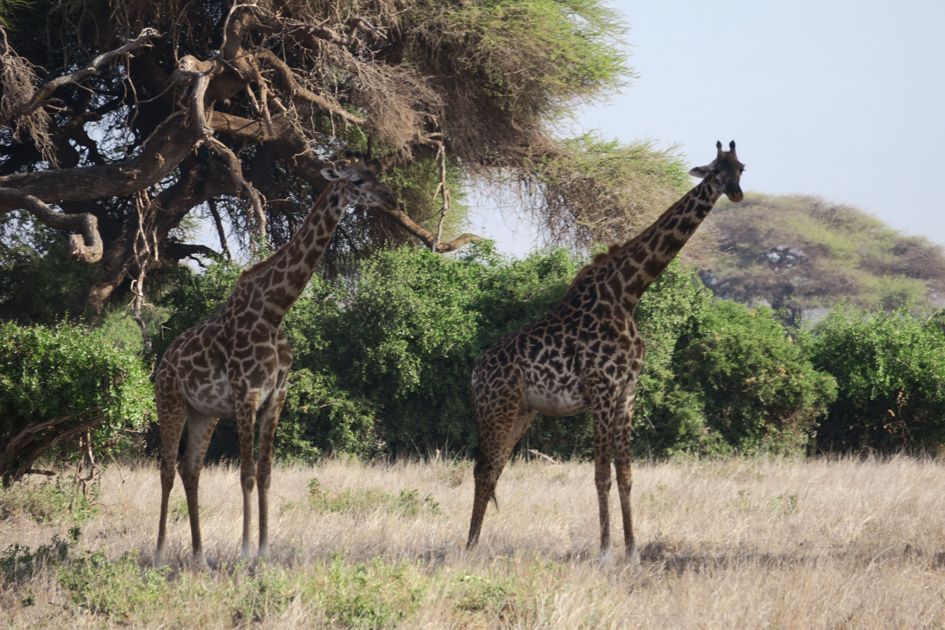 東非肯亞甜水帳篷安波西里~馬賽馬拉百萬動物王國10日(典藏版) 