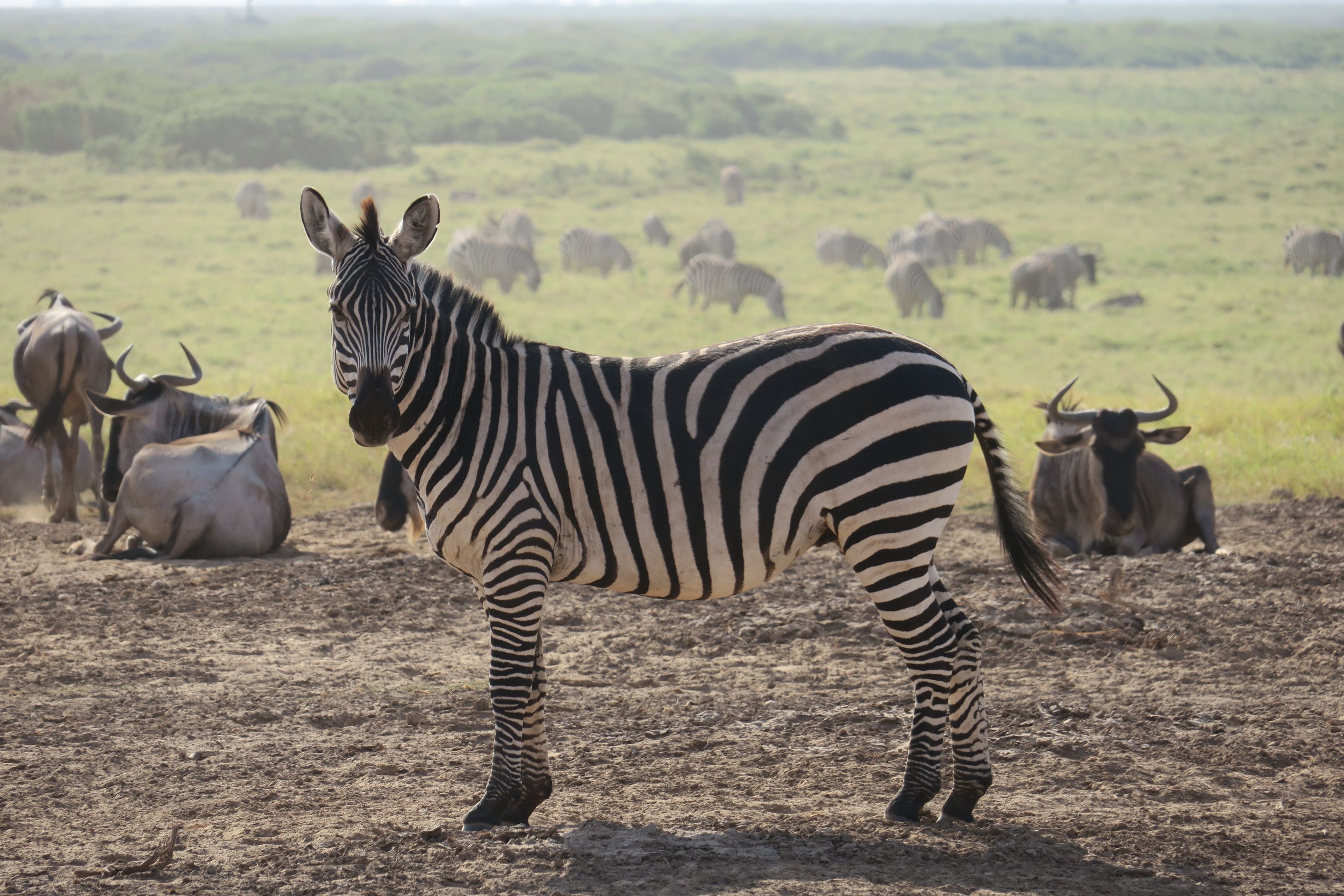 東非肯亞甜水帳篷安波西里~馬賽馬拉百萬動物王國10日(典藏版)