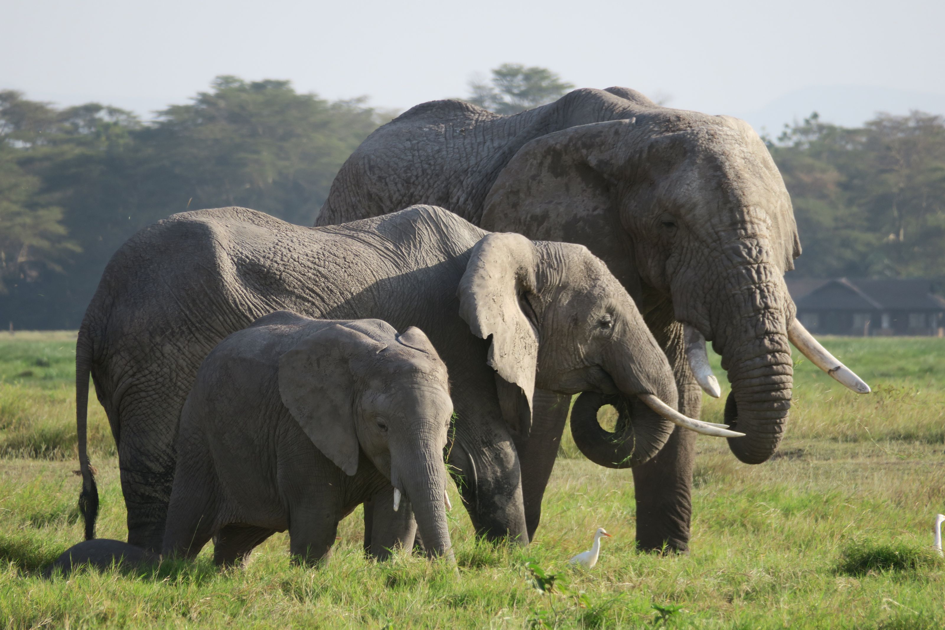 東非肯亞甜水帳篷安波西里~馬賽馬拉百萬動物王國10日(典藏版) 