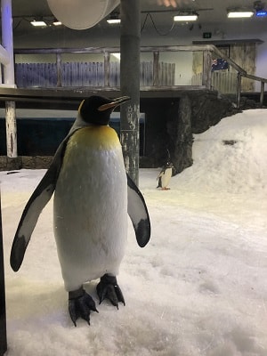 熊好玩黃金雪墨大堡礁11天