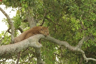 JAMBO肯亞原野遊獵追尋非洲五霸