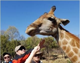 創意南非～馬布拉SAFARI太陽城獵豹合影黃金傳奇11日