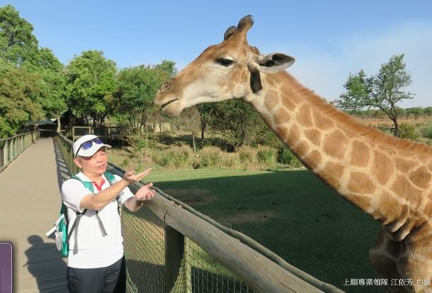 創意南非~花園大道馬布拉SAFARI太陽城羅本島黃金傳奇13日